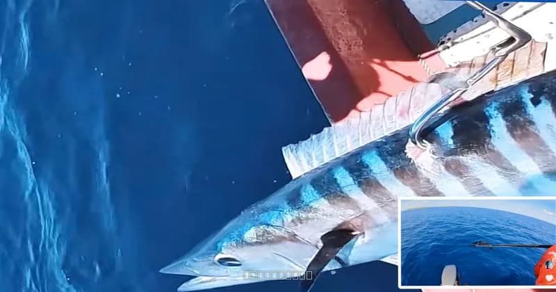 Reef-fishing