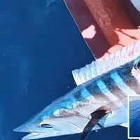 Reef-fishing